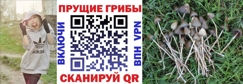 нарко площадка наркотические препараты  Кораблино  Псилоцибиновые грибы Magic Shrooms  наркотики 
